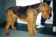Airedaleterrier1