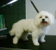 Hundesalon02
