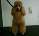 Hundesalon63
