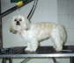 LahsaApso1