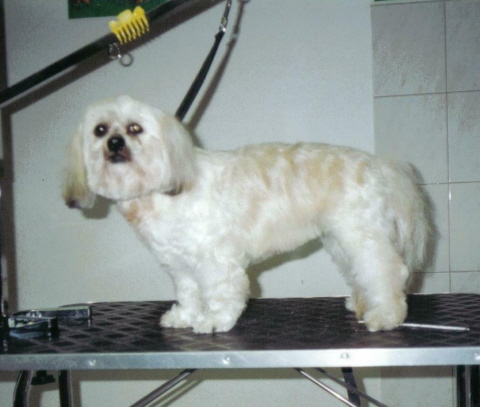 LahsaApso1